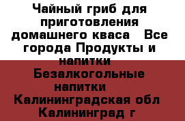 Чайный гриб для приготовления домашнего кваса - Все города Продукты и напитки » Безалкогольные напитки   . Калининградская обл.,Калининград г.